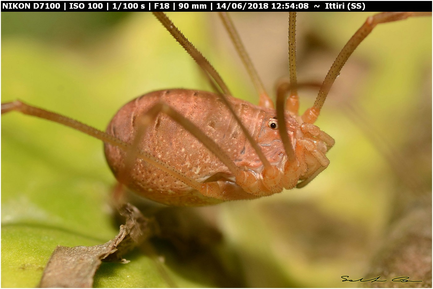 Opilio canestrinii (Thorrel, 1876) famiglia Phalangiidae.